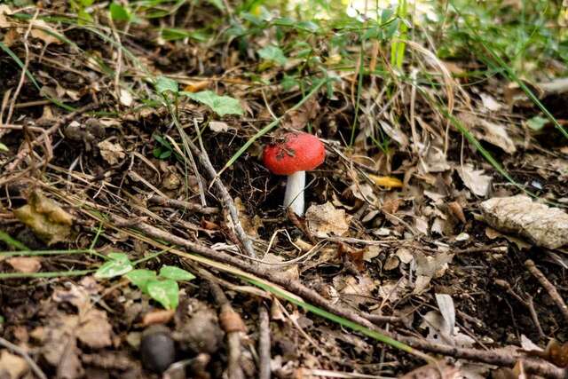 Виллы Oak Leaf Residences Свети-Стефан-30