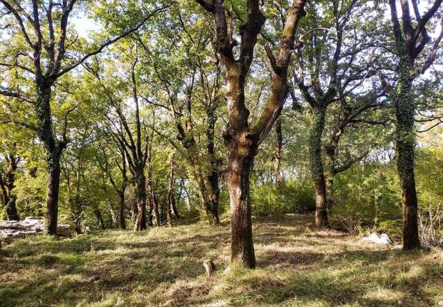 Виллы Oak Leaf Residences Свети-Стефан-34