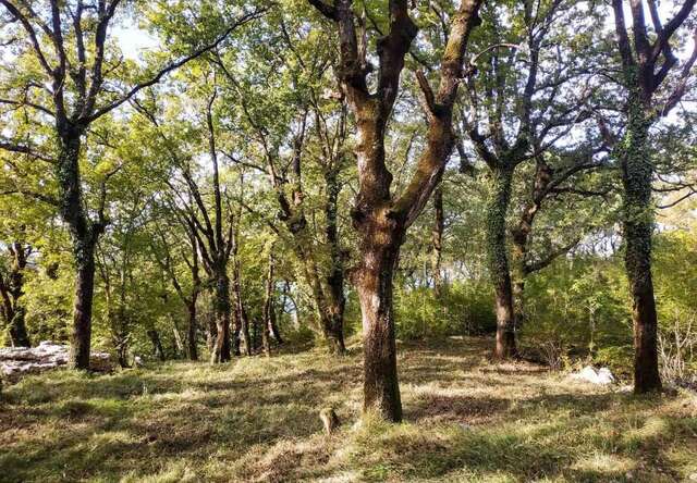 Виллы Oak Leaf Residences Свети-Стефан-73